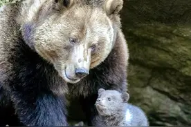 46张展现动物母爱的照片，画面超级暖心图片