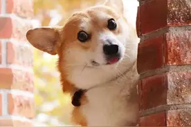 这10个狗狗的冷知识，有多少个是你知道的？图片