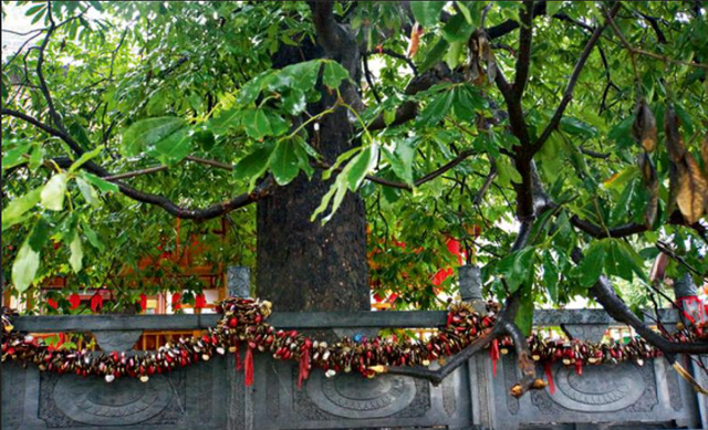 菩提的寓意意思是什么，菩提是什么意思（是智慧与神灵的化身）