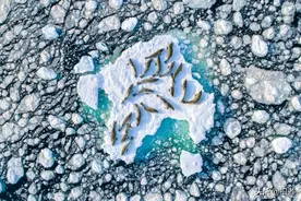 南极海豹又得一自然摄影赛事冠军，人民选择奖：我太难了图片