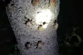 山东“金蝉村”捕捉季进入尾声 每天只能抓一个多小时图片