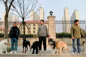 专门为狗狗开办的幼儿园，你知道吗？图片