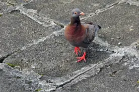 受伤鸽子在空调外机旁趴了一夜 居民用簸箕救它进屋“休养”图片