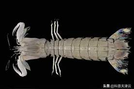 我们骑着皮皮虾去做一个吃货！图片