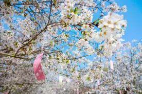 漫花庄园亿朵白樱花绚烂绽放啦，这些樱花的起源你真的知道吗？图片