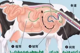 牛胃液可以分解塑料，并且安全无害？白色污染得靠牛解决？图片