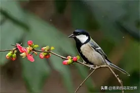 大山雀的饲养图片