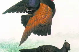 三鸽出一鹞，“鹞”是什么？我曾经养过一只鹞王图片