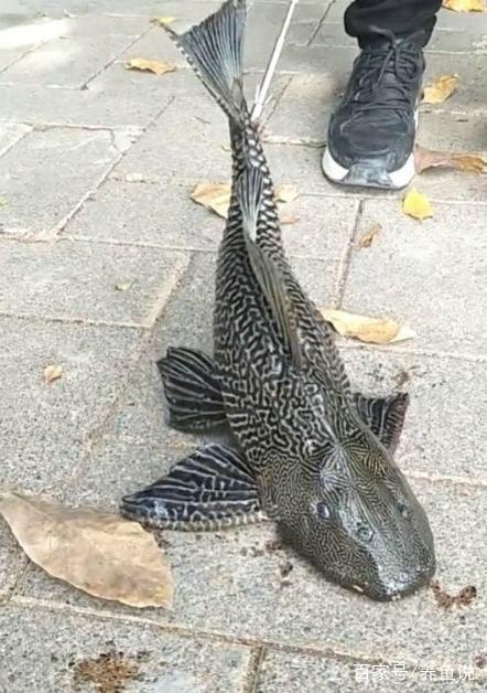 这样吃清道夫鱼，可以把清道夫所有的蛋白质和钙质都吸收