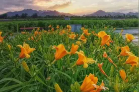 帝都拍照圣地，七孔桥花海已绽放！图片