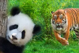 为什么狮子从来不敢欺负熊猫？大熊猫：它们没有这个胆子图片