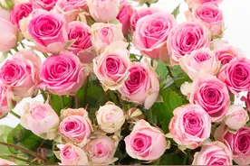 超级丰花的25个藤本月季，好看又好养，开花超多新手推荐种植图片