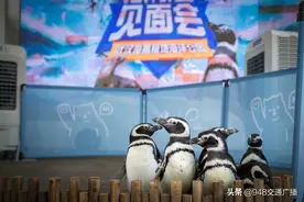 武汉海昌极地海洋公园今日开园 城市守护者们免票！图片