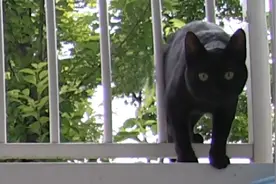 流浪黑猫装可怜博同情，入侵后试图将狗赶出门，甚至叫上兄弟一起图片