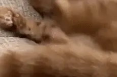 猫为什么会用脚踹自己的脸？看完这些动图快要笑疯了图片