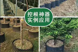 控根器应用实例：控根增根，促进植物生长，提高植物成活率图片
