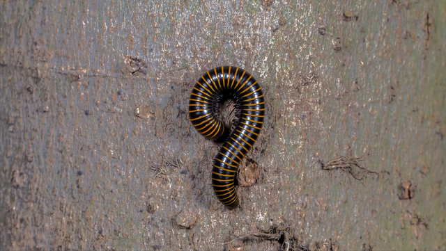 正在吸血的蚊子蝗虫炎炎夏日,大家最讨厌什么?