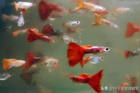百万鱼成长记，爆缸是这样发生的图片