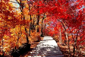 辽宁东部：“枫”景这边更好图片