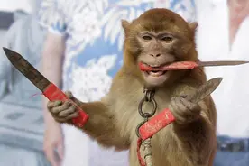 古代奇案：耍猴人被害，猿猴为主人申冤报仇的故事图片