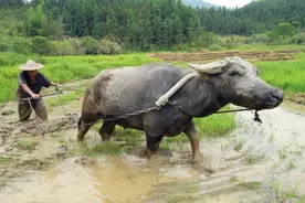 俗语：“只有累死的牛，没有耕坏的田”，这句话背后的含义是什么图片