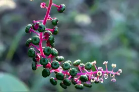 路边这种“野草”，果实像葡萄，是珍贵“消肿良药”，看到别乱摘图片