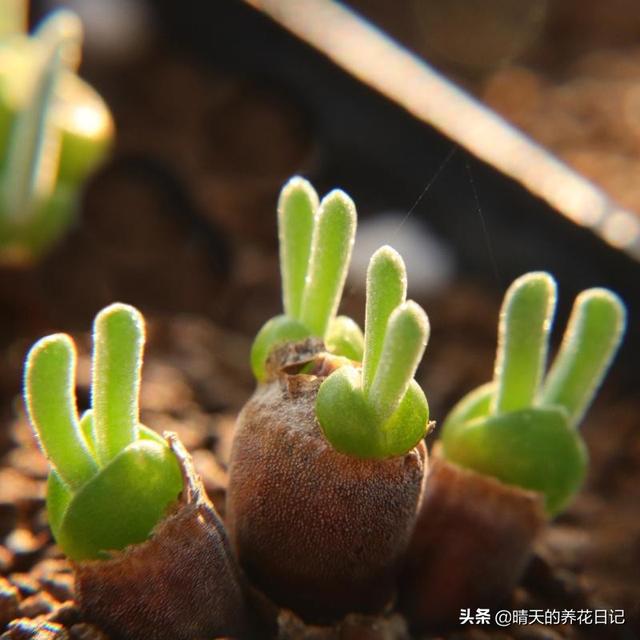 这么可爱的小兔子居然是多肉?2个小耳朵好萌,秋天养最适合了