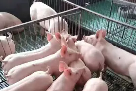 仔猪不吃食消瘦怎么办？保育猪消瘦不吃没精神，原因可能是这些图片