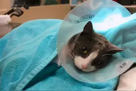 十年不绝育的猫咪，最后会怎样？图片