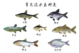 长江每天将鱼冲入大海，淡水鱼在海里无法生存，这些鱼跑哪里去了图片