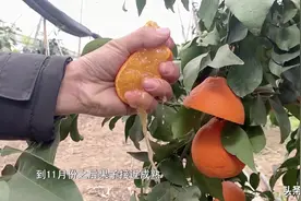 插管就能直接喝，咬一口体验爆汁美味的果冻橙！我太爱了图片