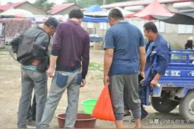 大爷稻田地里年年钻出“稀罕物”，药用价值高，卖钱送人不贪心图片