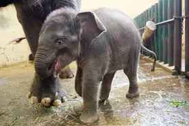 虐待小象，为什么是世界上最残忍的动物虐待之一？因为大象太聪明图片