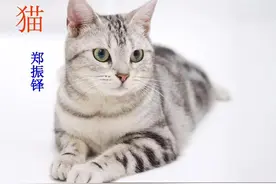 七年级语文上册十七课《猫》课文笔记，自主预习的好帮手图片