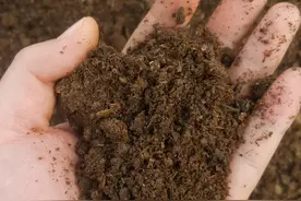 羊粪的正确使用方法，一共有两个，学会一个就够用图片