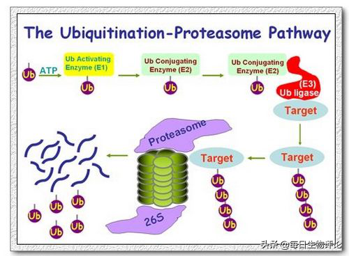 蛋白质降解的主要途径
