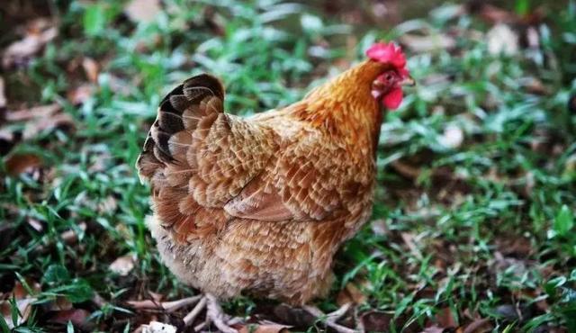 木瓜花胶炖鸡 木瓜花胶炖鸡的功效与作用