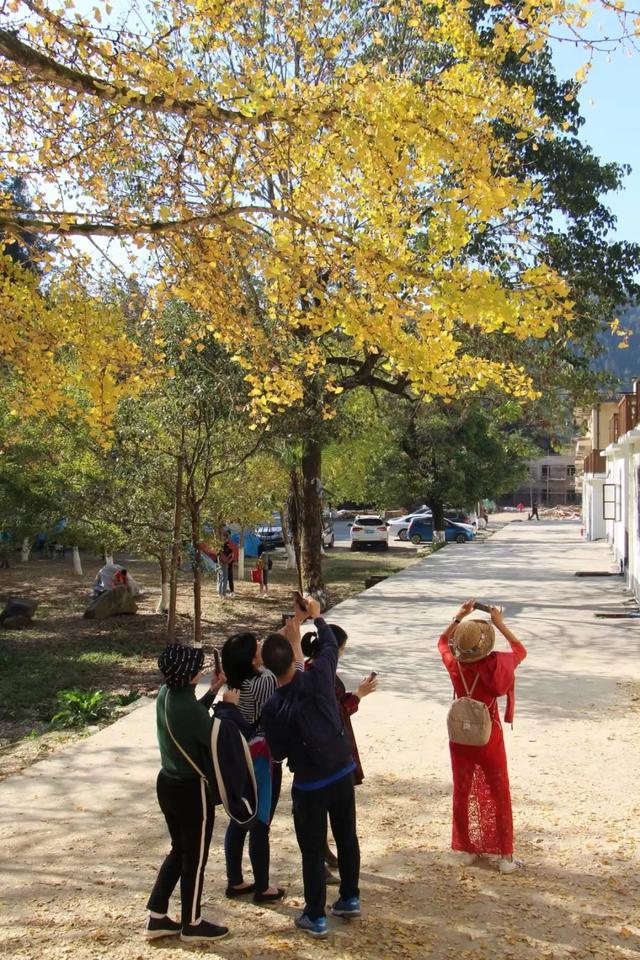 秋风吻尽银杏叶，艳遇醉美帽子峰