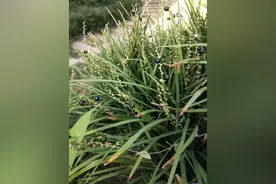 中药植物之--麦冬图片