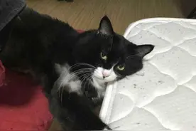 国外夫妇误把猫咪放洗衣机给洗了，一通翻滚，结果出来后不认人了图片