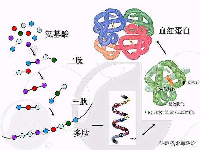 核糖体：揭开生物体内合成蛋白质的奥秘 2009年诺贝尔化学奖介绍