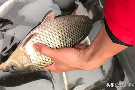 装备论：软竿戏小鱼，硬竿挑大物，否也!摆正心态理清思路是正解图片