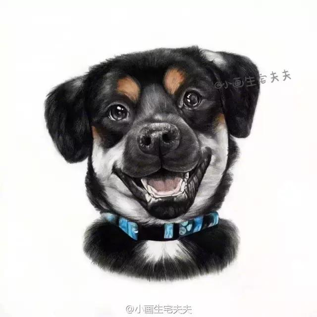 彩铅教程,只需9步,教你画一只超写实的彩铅小狗