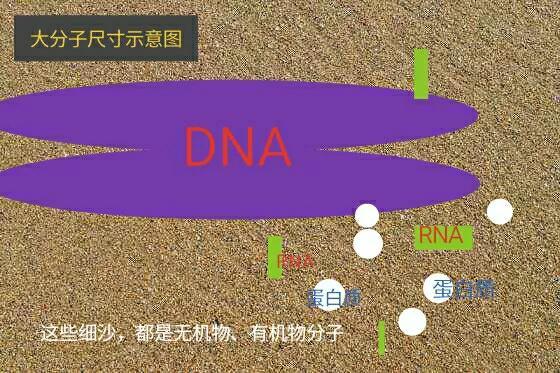 《宇宙的秘密全部揭开（二十四）分子生物学》
