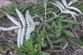 山里有种叫“鸡爪参”的植物，它有什么用处？图片