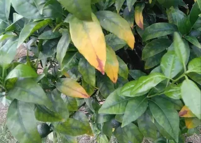 銆屽啘鍖栫鏅€嶆鐗╃己绱犲師鍥犲強 妞嶇墿缂虹礌鐥囩姸瀵圭収琛? onerror=