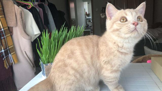 辟谣，犬类摄入猫粮后并不会导致牛磺酸中毒，其本质为氨基酸！