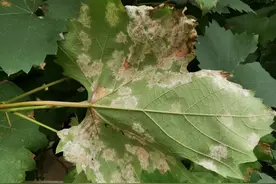 防治霜霉病，用这三个特效药剂，再严重的霜霉病都能解决图片