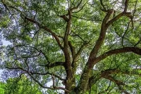 想让田边的大树自然死亡，3种方法蛮简单，不信你可以试试看图片