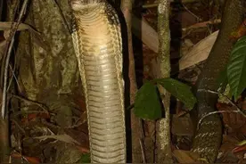 你知道“过山峰”吗？你知道它比你想的还要恐怖吗？讲述野外遭遇图片